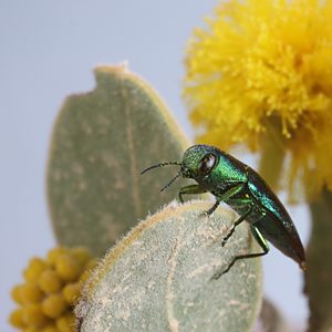 Melobasis obscurella, PL2323A, male, on Acacia spilleriana, MU, 8.9 × 3.2 mm